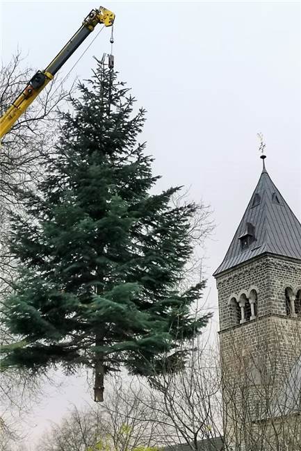 Keine Riesentanne – dafür steht Dortmunds größter echter Weihnachtsbaum Der große Tannenbaum aus dem Pfarrgarten am Pfarrhaus der Katholischen St.- Urbanus-Kirche ging auf seine letzte Reise. Er steht jetzt als Weihnachtsbaum auf dem Marktplatz.