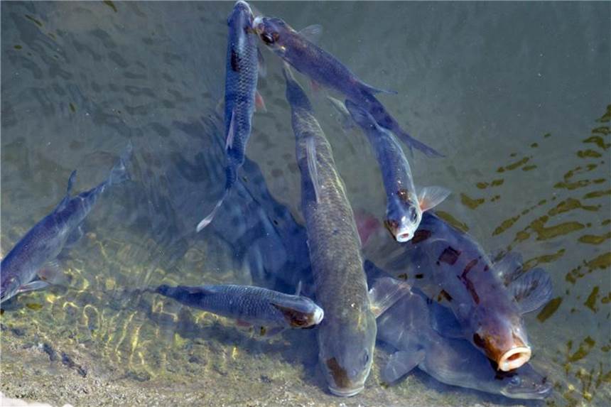 Viele Fische halten 30 Grad aus: Probleme gibt es trotzdem „Der Großteil der Fische ist an solche Temperaturen angepasst“, sagt Christian Wolter, Fachmann für Biologie und Ökologie der Fische am Berliner Leibnitz-Institut für Gewässerökologie und Binnenfischerei. Foto: Stefan Sauer