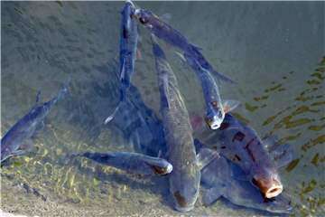 „Der Großteil der Fische ist an solche Temperaturen angepasst“, sagt Christian Wolter, Fachmann für Biologie und Ökologie der Fische am Berliner Leibnitz-Institut für Gewässerökologie und Binnenfischerei. Foto: Stefan Sauer