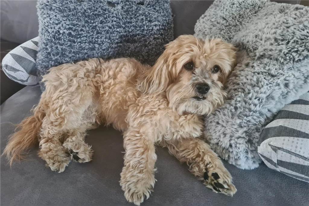 Ein Havaneser liegt auf dem Sofa.