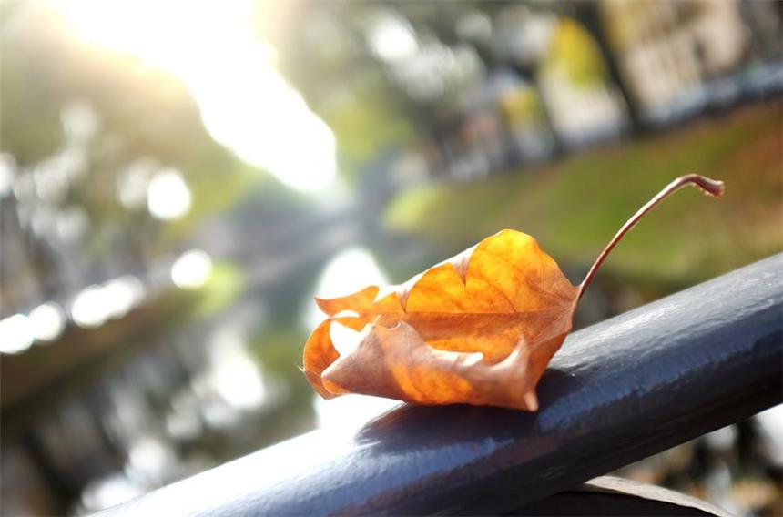 Hoch "Quinta" bringt milde Temperaturen Der Herbst kann sich am Wochenende nochmal von seiner schönen Seite zeigen. Foto: Martin Gerten/dpa