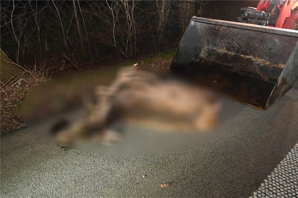 Ein toter Hirsch liegt auf der Straße.
