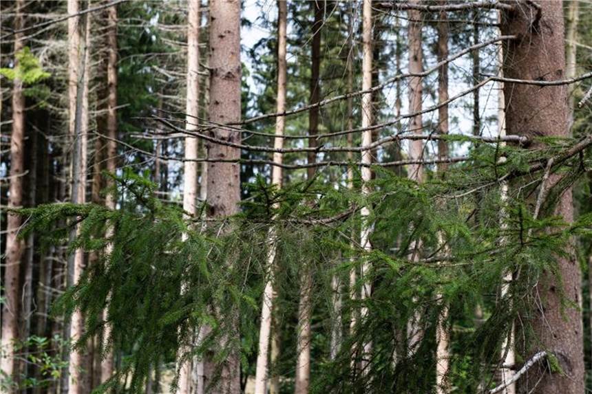 Der Hitzesommer 2018 hat den Wäldern in Deutschland massiv zugesetzt. Foto: Swen Pförtner