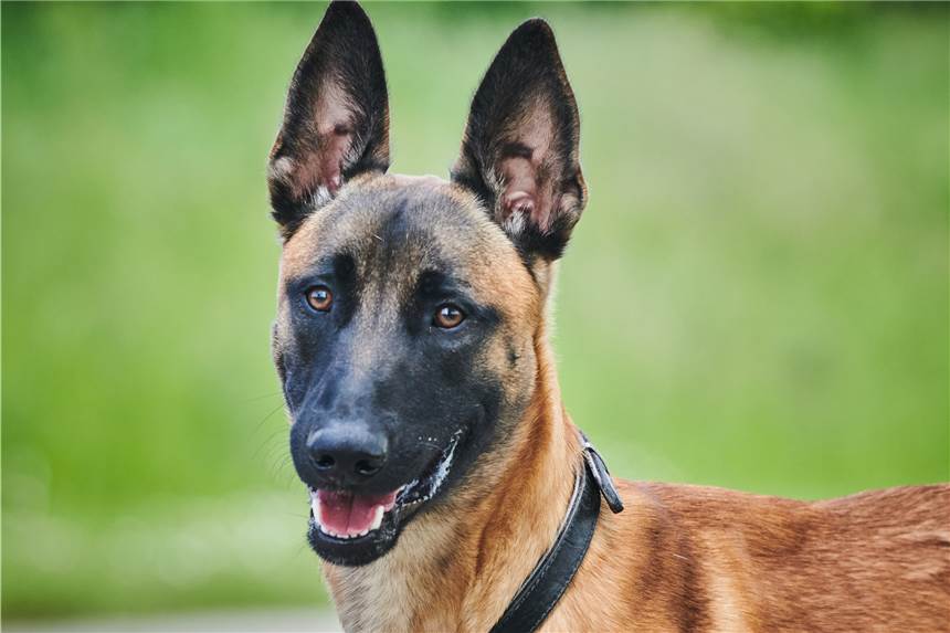 Nach schmerzhaftem Penis-Biss: Prozess gegen Nachbarn eingestellt Der Hund hätte aufgrund einer Ordnungsverfügung der Stadt die Wohnung nur mit Maulkorb und an kurzer Leine verlassen dürfen. (Symbolbild)