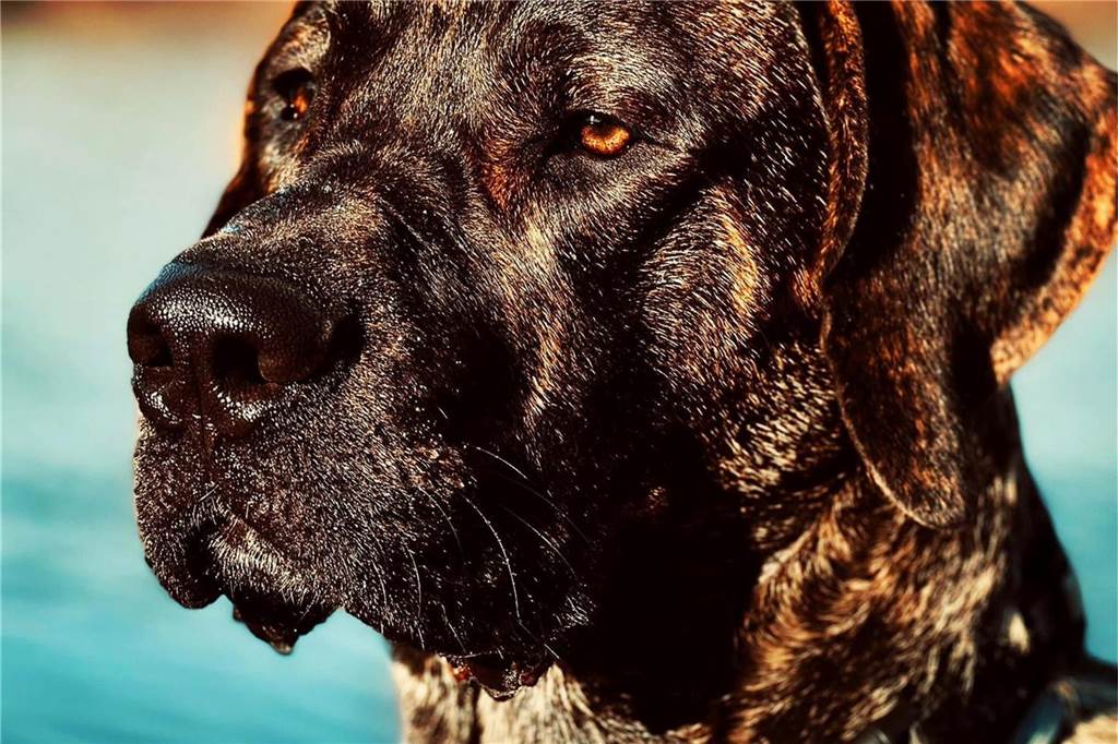 Andreas Brückner begegnet drei Wölfen: „Die waren riesengroß“ Der Hund von Andreas Brückner erschreckte sich ebenfalls bei der Begegnung mit den drei Wölfen.