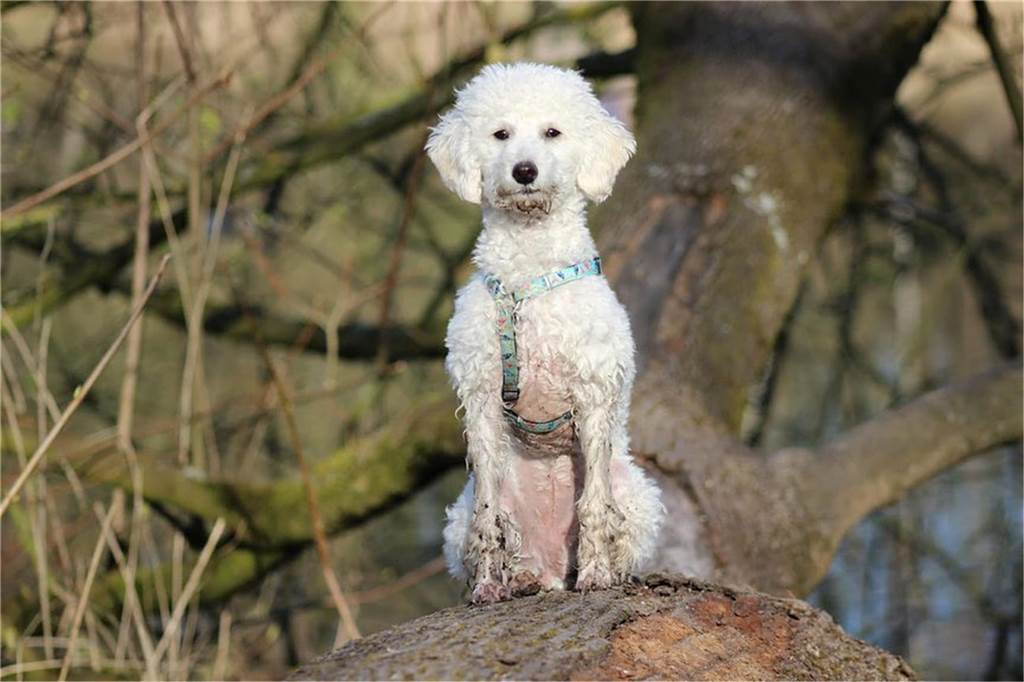 Der Hund von Fiona ist einfach zum Knuddeln. 