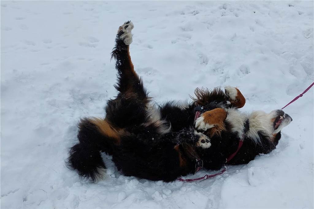 Der Hund von Manuela Pink hatte viel Spaß.