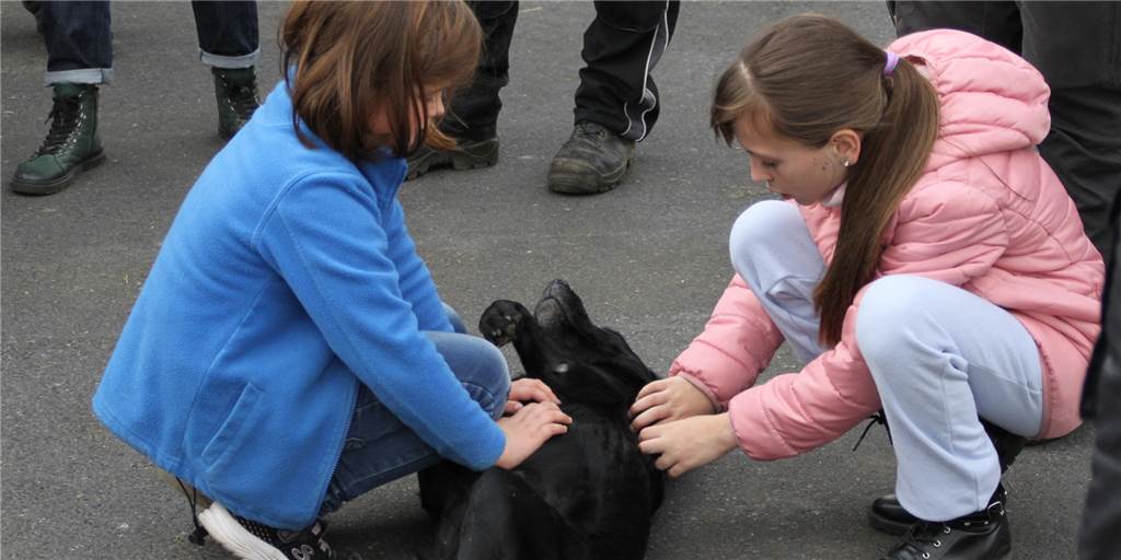 „Herzensgute Menschen“: Ukrainer und Belarussen vereint auf dem Hof Wigber Der Hund war auf dem Bauerhof Wigber der große Hit.