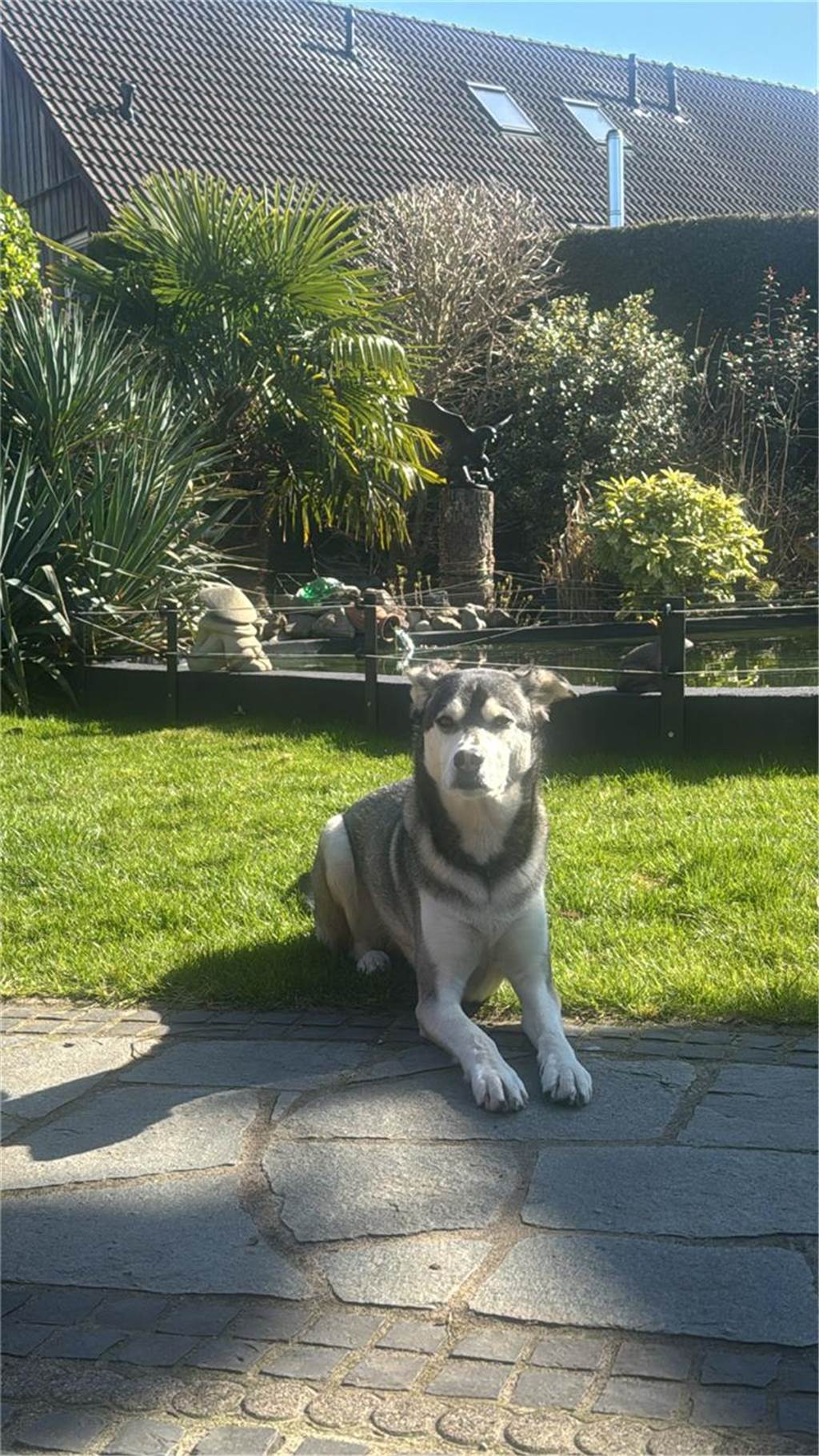 Der Husky-Labrador-Mix Floyd von Leser Michael Kulig genießt die Sonne.