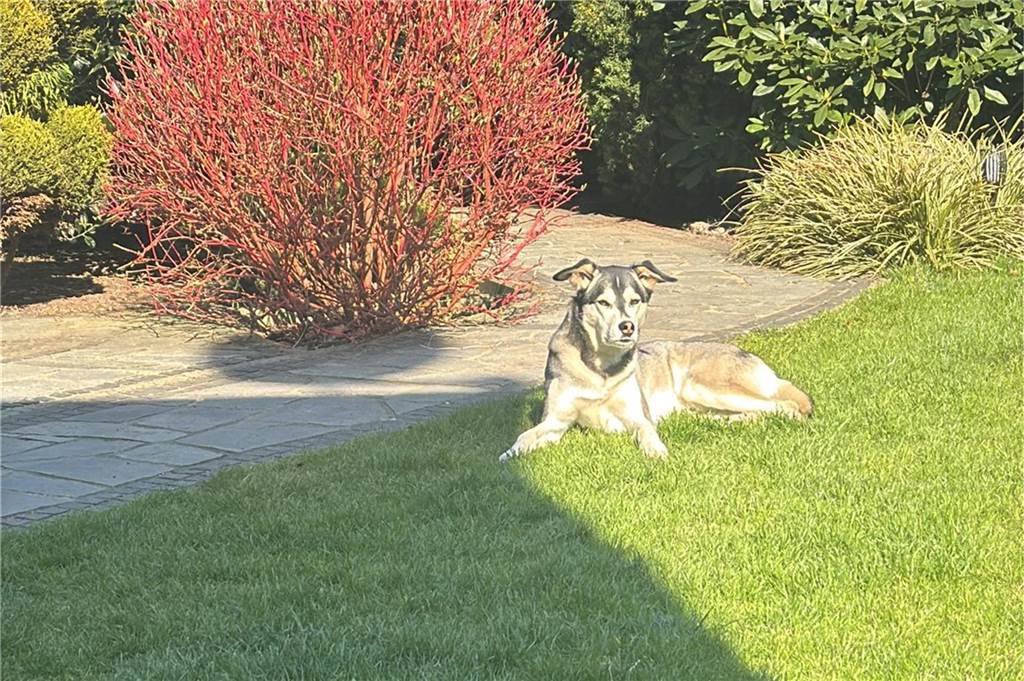 Der Husky-Labrador-Mix Floyd von Leser Michael Kulig genießt die Sonne.