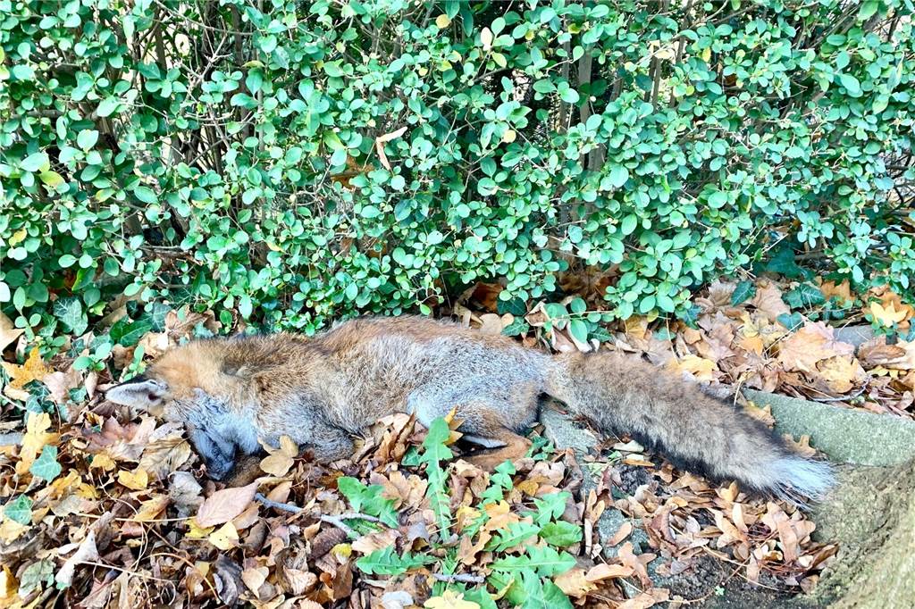 Gefährliche Krankheit mit tragischem Ende: Junger Fuchs stirbt in Dortmunder Wohnsiedlung Der junge Fuchs musste von einem Förster erlöst werden.