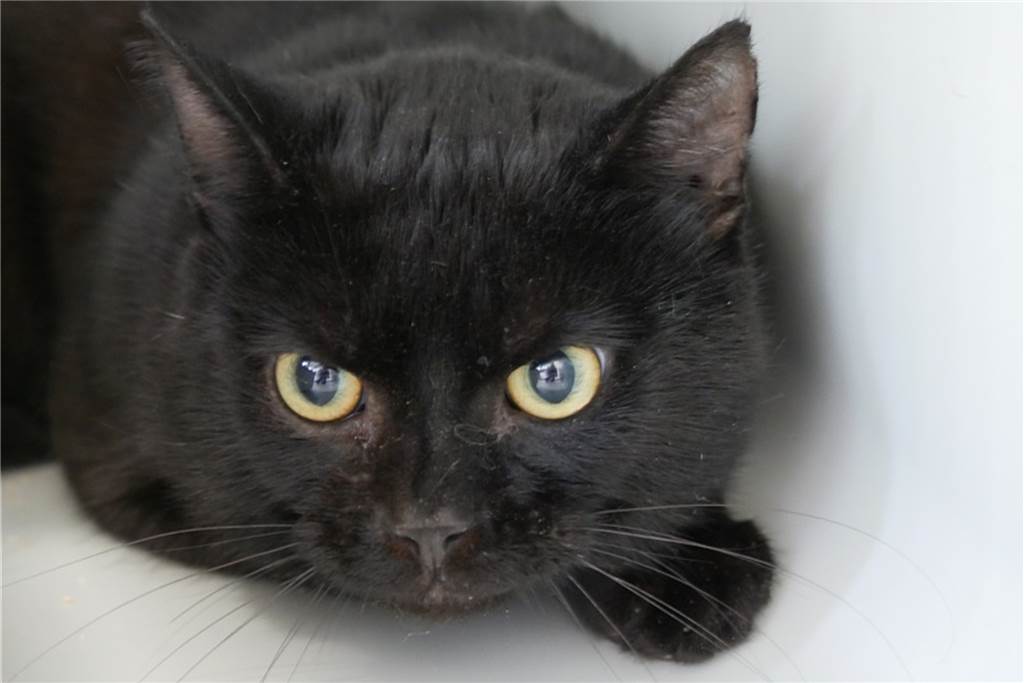 Schwarze Tierheim-Hunde werden wegen ihrer Fellfarbe „diskriminiert“ Der junge Kater Bristol lebt seit Ende Juni im Tierschutzzentrum. Das Fundtier ist ein Freigänger, der sich gern zurückzieht und deutlich zeigt, wenn er etwas nicht möchte.