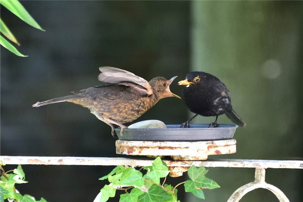 Der Jungvogel ist immer hungrig und noch nicht ganz bereit allein zu speisen, der Sänger füttert ihn.