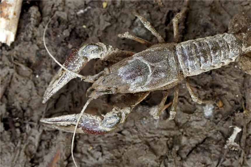„Killermaschine Kalikokrebs“ bedroht Tierwelt an Gewässern Der Kalikokrebs ist ursprünglich in den USA beheimatet. Foto: Karsten Grabow