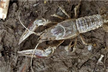 Der Kalikokrebs ist ursprünglich in den USA beheimatet. Foto: Karsten Grabow