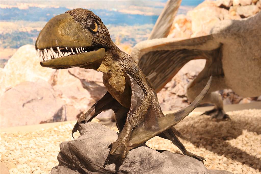 Naturmuseum in Dortmund: Der größte Saurier reicht bis in den ersten Stock Der kleine Flugsaurier „Dimorphodon" konnte mit seinen scharfen Zähnen besonders gut Fische fangen.