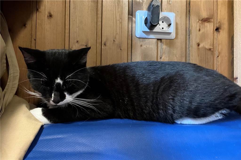 Nach Rettung aus dem Hostedder Horror: So geht es den verwahrlosten Katzen heute Kater Janosch