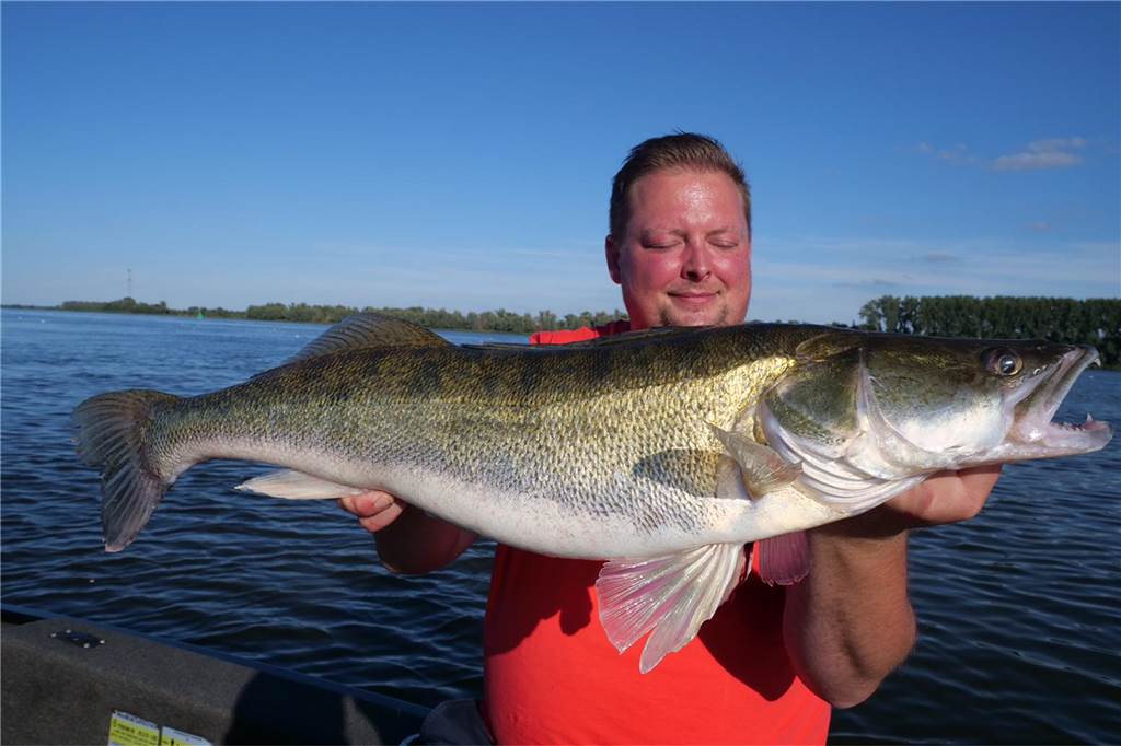 Sternekoch Dirk Grammon: Dortmunder Stößchen passt auch zu Hummer und Trüffel Der kommt nicht auf den Teller! Der Zander lebt, darf nur fürs Foto posieren und dann zurück ins Wasser. Das Catch & Release-Angeln ist Dirk Grammons Hobby.