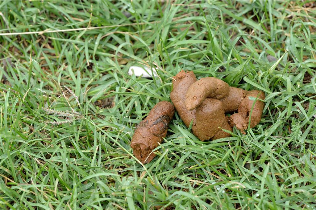 Kommunaler Ordnungsdienst soll Bürger verstärkt kontrollieren Hundekot auf einer Wiese