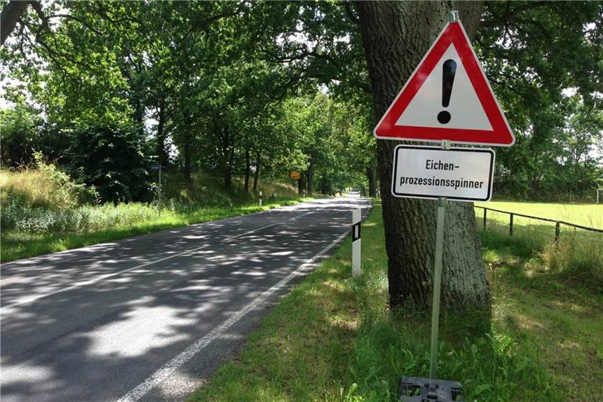 Eichenprozessionsspinner: Kreis sprüht Bäume in Dorsten ein Der Kreis wird auch in Dorsten vorsorglich gegen die EPS-Plage tätig.