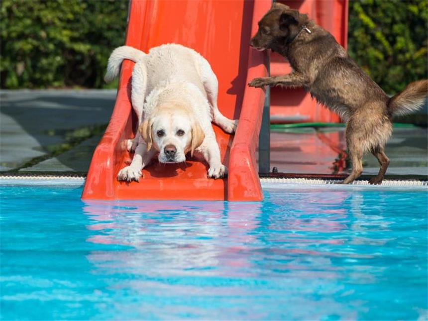 Hunde planschen im Freibad - nur Balu bleibt wasserscheu Der Labrador Retriever «Socke» testet die Wasserrutsche. Das Freiband in Bennigsen hatte zum Saisonabschluss für Hunde geöffnet. Foto: Nigel Treblin