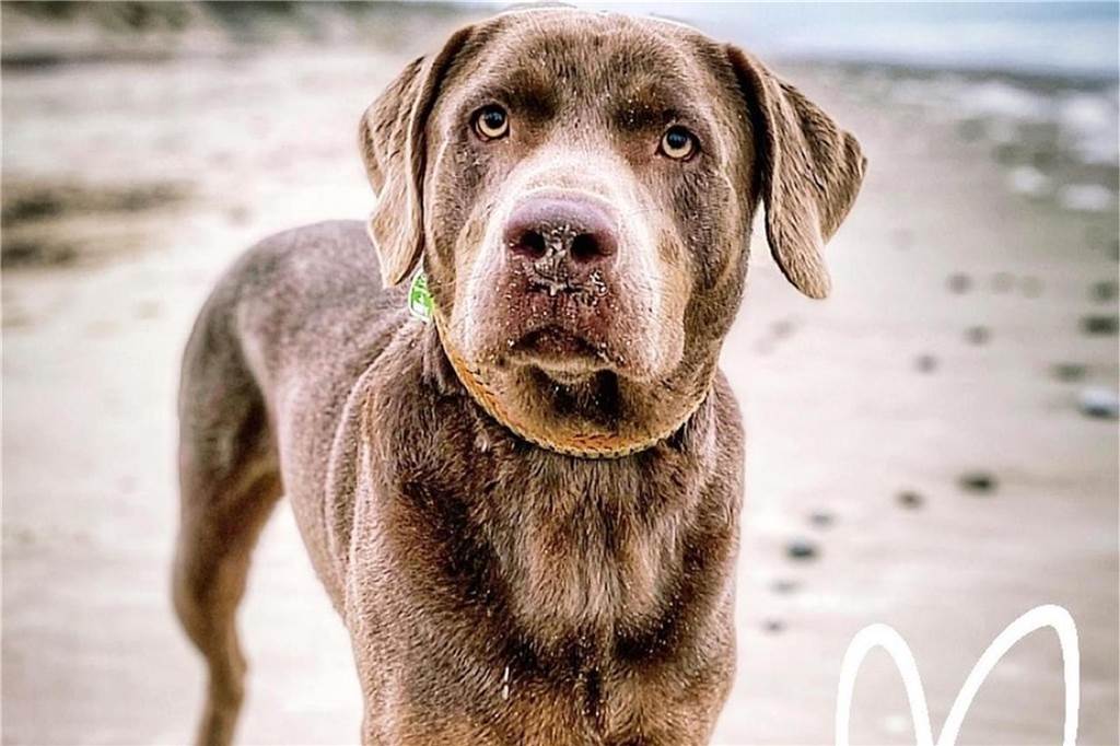 Labrador