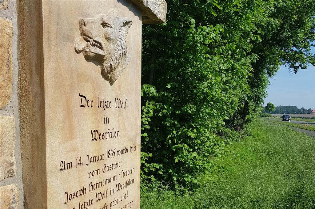 Das Denkmal für den letzten Wolf zwischen Herbern und Werne ist wieder oben ohne Der „letzte Wolf“ kann wieder atmen.