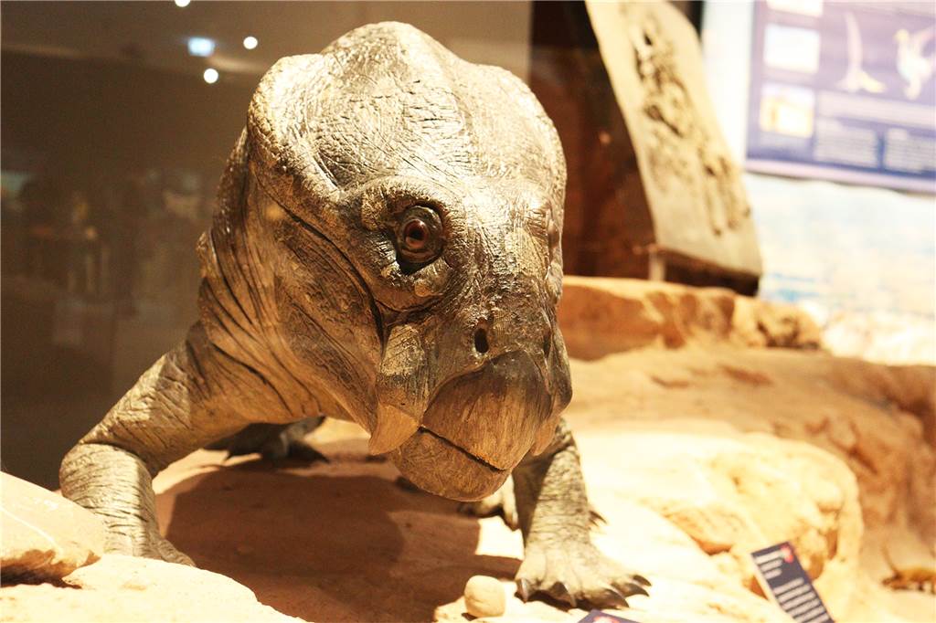 Naturmuseum in Dortmund: Der größte Saurier reicht bis in den ersten Stock Der Lystrosaurus hat seine zwei hauerartigen Zähne vor allem dazu benutzt, um nach Wurzeln zu graben.