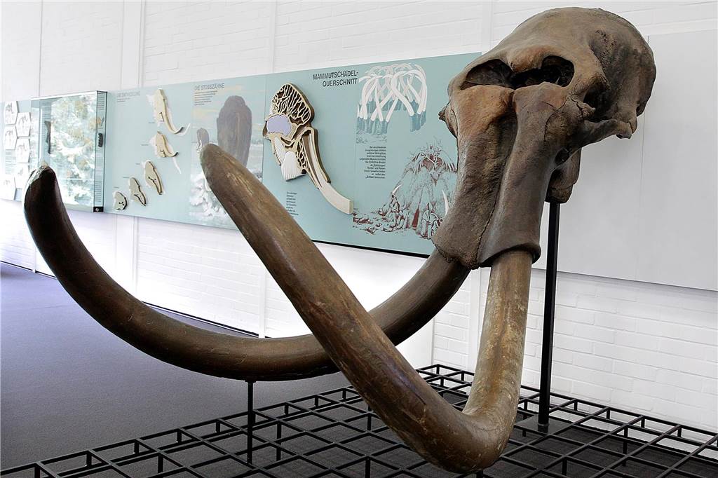 Mammut aus Haltern: Schädel im Museum ist mindestens 40.000 Jahre alt Der Mammutschädel aus Haltern ist zu dem normalen Öffnungszeiten des Museums zu besichtigen.