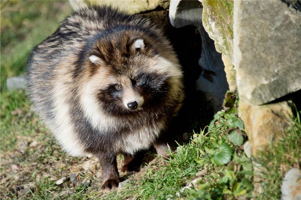Waschbär & Co.: Invasive Arten sind auf dem Vormarsch nach Haltern Ein Marderhund mit gestreiftem Fell blickt in die Kamera.