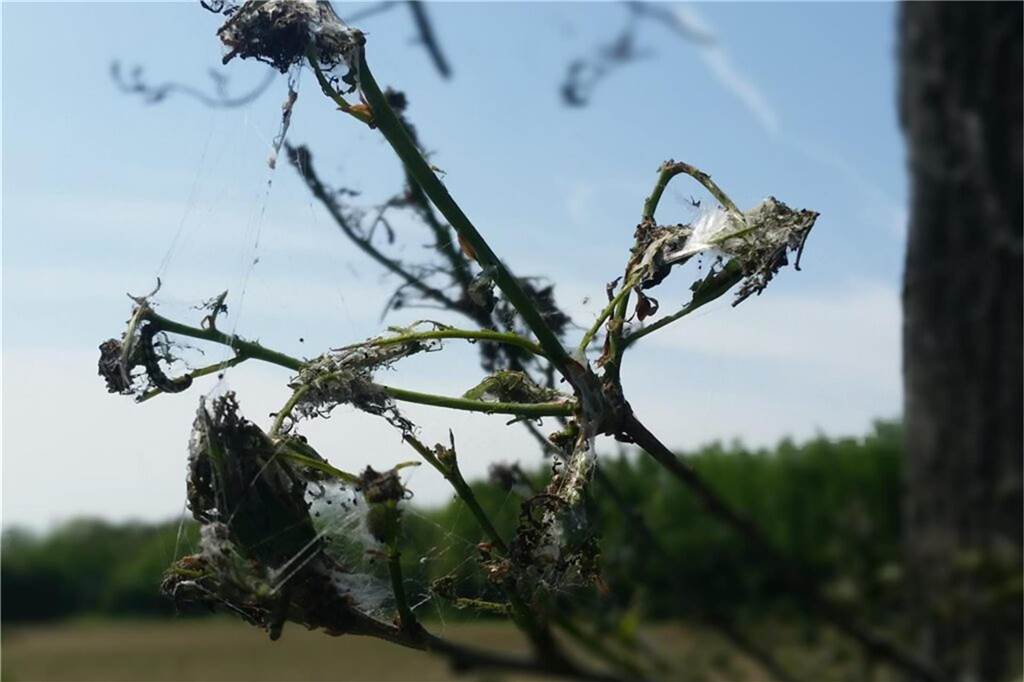 Raupen fressen Eichen kahl: Eichenwickler befallen geschwächte Bäume Der massive Befall mit den Eichenwicklerraupen war im Frühjahr vielfach an den Gespinsten an den Bäumen zu erkennen.