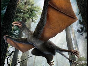 Der Mini-Dinosaurier Yi qi gehört zu den Scansoriopterygidae, einer Gruppe von kleinen Dinosauriern, die zwar Federn trugen, aber damit wohl nicht fliegen konnten. Bild: Dinostar Co ltd./dpa Foto:
