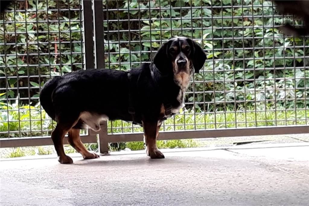 Ex-Bürgermeister verurteilt: Beisenherz kündigt Berufung an und schweigt Der Mischling Merlin kam mit großen gesundheitlichen Beschwerden ins Tierheim Castrop-Rauxel. Seinetwegen wurde Johannes Beisenherz nun vor dem Amtsgericht zu 10.000 Euro Geldstrafe, seine Vorstandskollegin sogar zu 12.000 Euro verurteilt.