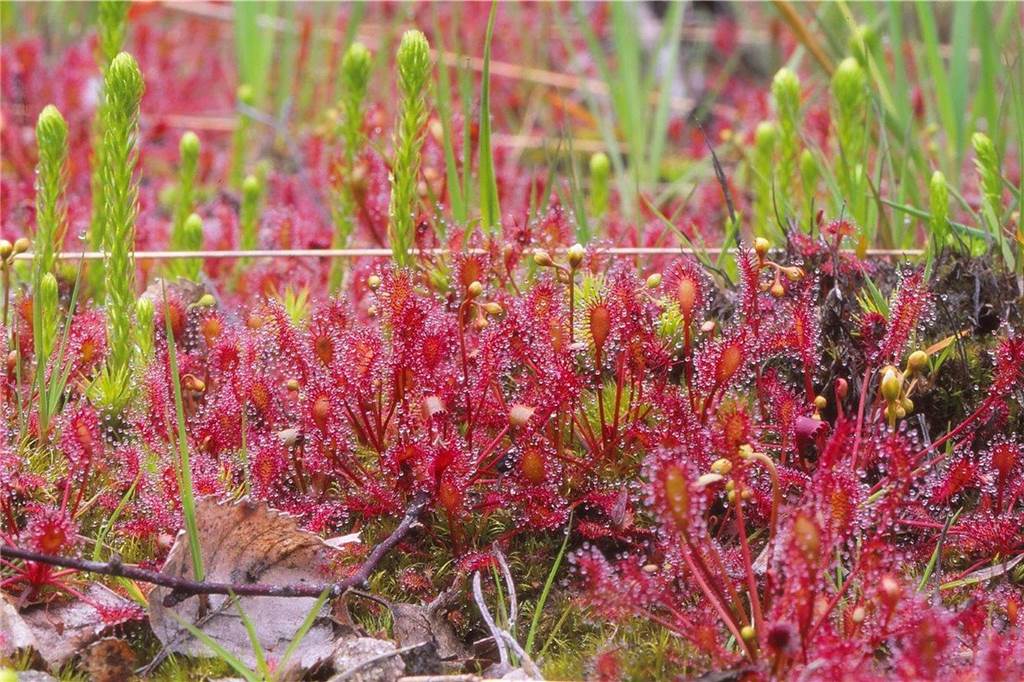 Das Wasag-Moor leistet einen wichtigen Beitrag zum Klimaschutz Der Mittlere Sonnentau im Wasag-Moor