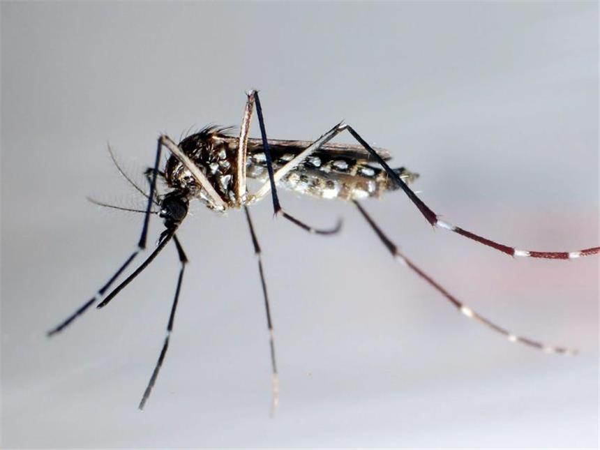 Zika-Fälle gehen in Brasilien drastisch zurück Der Moskito "Aedes aegypti" oder auch "Stegomyia aegypti". Foto: Gustavo Amador/Illustration