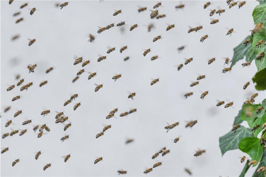 NABU startet Zählaktion für Insekten Der NABU plant im Juni und im August ein Zählaktion für Insekten. Foto: Patrick Pleul