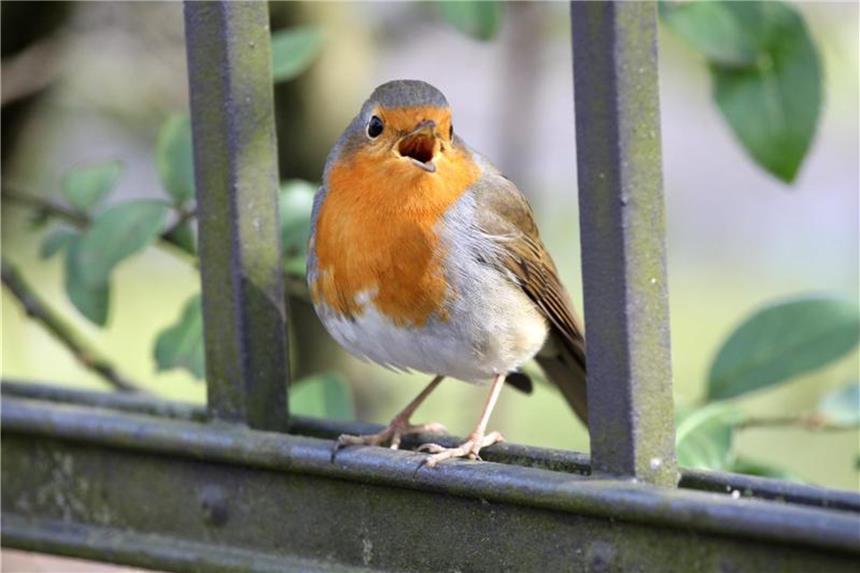Nabu ruft zum Vogel-Zählen auf Der Nabu startet am 13. Mai die Aktion „Stunde der Gartenvögel“ und ruft die Menschen in Deutschland zur Mithilfe auf. Foto: Hanns-Peter Lochmann