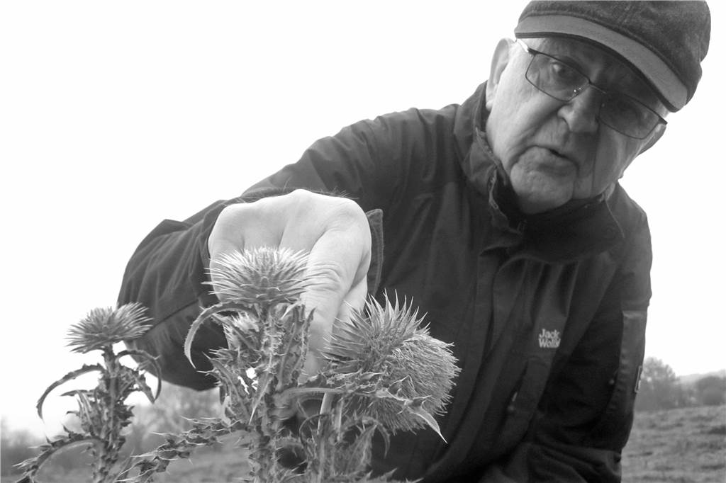 Manfred Scholz betrachtete eine Distel