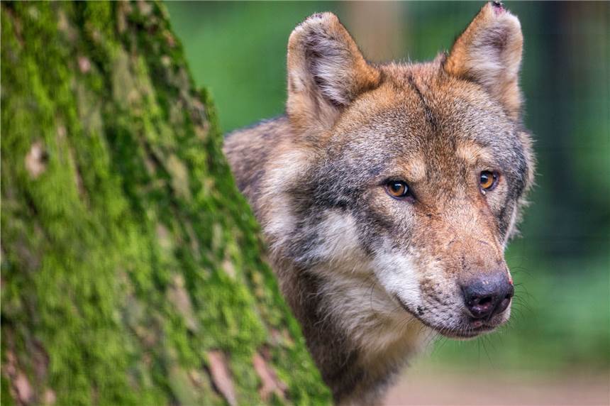 Landrat Ingo Brohl fordert Abschuss der „Problemwölfin“ Gloria Der neu gewählte Landrat des Kreises Wesel, Ingo Brohl (CDU), fordert den Abschuss der im Kreisgebiet ansässigen Wölfin „Gloria“.