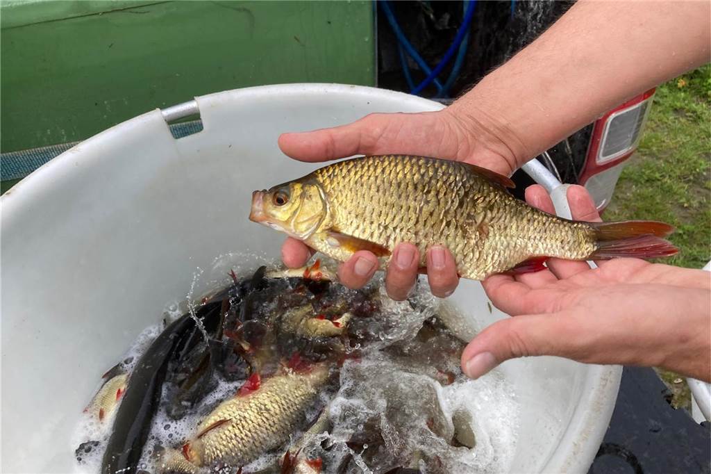 Neuer Fischbesatz für Dinkel und Strönfeldsee mit Weitblick Ein Fisch in der Hand eines Mannes