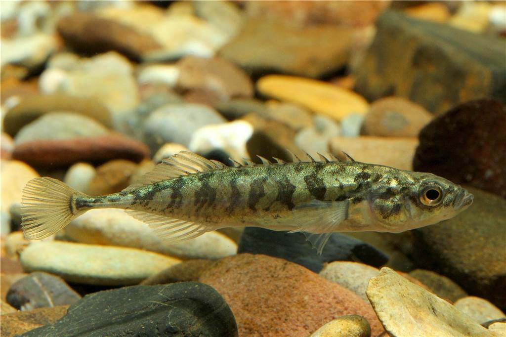 100 Jahre biologisch tot: Europas dreckigster Fluss ist wieder belebt Neunstachliger Stichling in Emscher