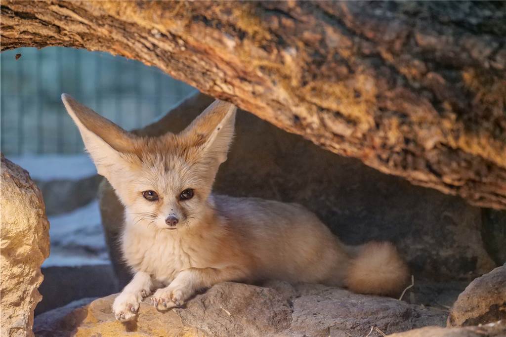 Dortmunder Zoo bekommt ein Tier der Superlative Der Niedlichkeits-Faktor ist hoch: So einen Wüsentfuchs soll der Dortmunder Zoo bekommen.