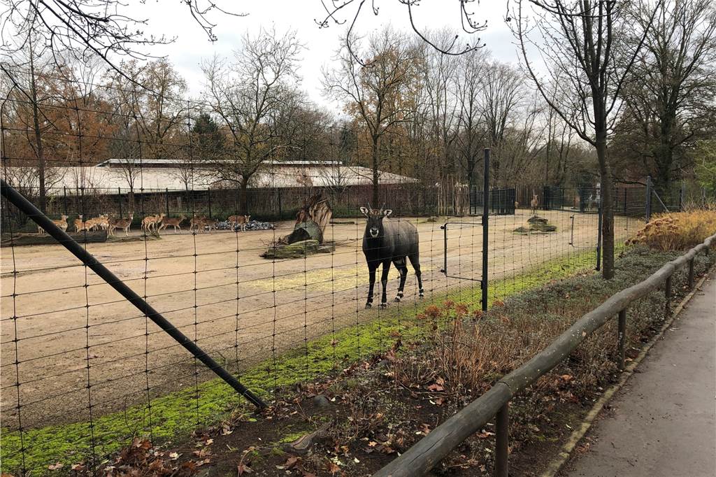 Besucher vermisst – Dortmunder Zoobewohner sind tierisch allein Der Nilgau-Hirsch nimmt den zurzeit seltenen Besucher in den Blick.