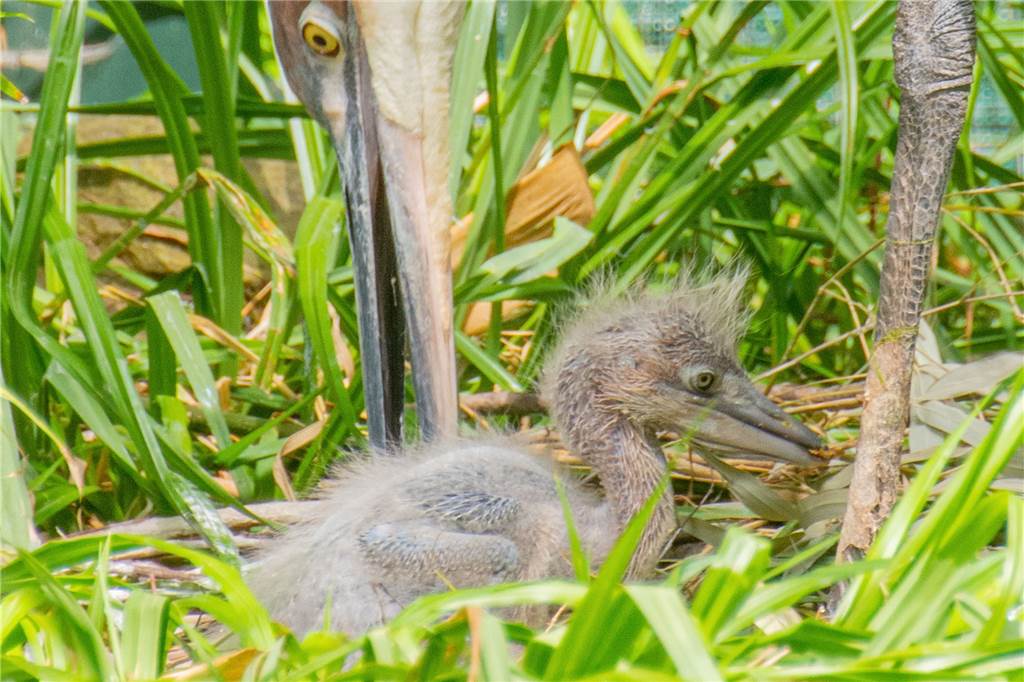 Besonderheit in Deutschland: Seltener Vogel im Dortmunder Zoo geschlüpft Der nun heranwachsende Jungvogel ist der erste Goliathreiher, der im Zoo Dortmund geschlüpft ist