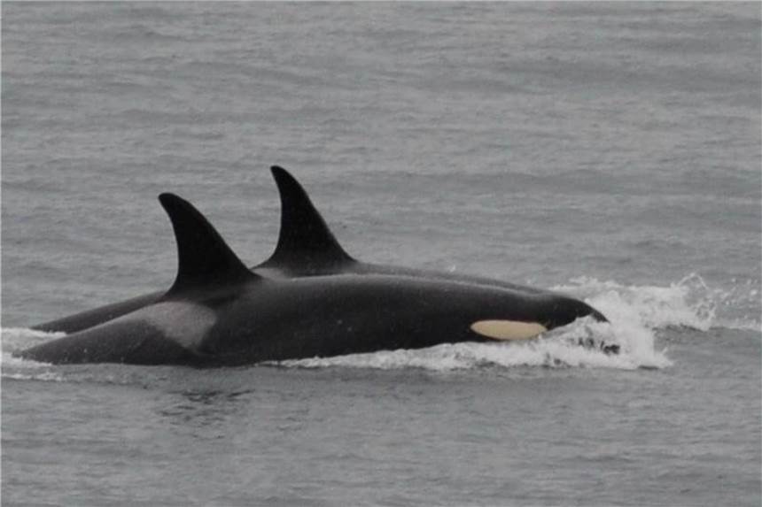Der Orca namens J-35 (vorne) beim Schwimmen mit Artgenossen. Foto: Center for Whale Research via AP