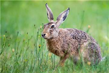 Der Osterhase ist ein beliebtes Tier. Leider hat er es auch im Kreis Unna schwer - trotz einer leichten Entspannung. 