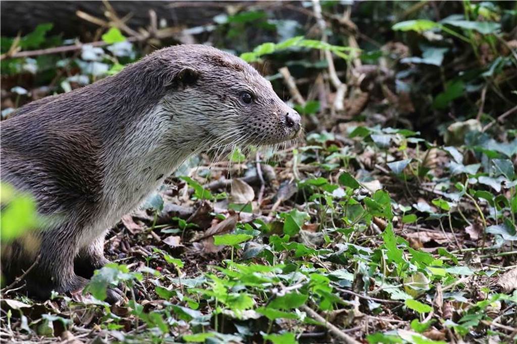 Ausgerottet und zurückgekehrt: Tier des Jahres 2021 mag das Münsterland Der Otter ist zurück im Westmünsterland. An sechs Kilometern gut begehbaren Wegen (auch für Rollstuhlfahrer) beherbergt der Biotopwildpark Anholter Schweiz in Isselburg neben 40 Arten einheimischer Tiere auch ihn. Wegen des Lockdowns muss auch der Park geschlossen bleiben.