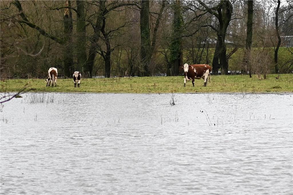 Der Pegelstand der Lippe in Dorsten hat am Samstagnachmittag die Marke von 8 Metern überschritten. Damit gilt Warnstufe 2. Mitarbeiterinnen und Mitarbeiter des Lippeverbandes kontrollieren daher die Deiche.