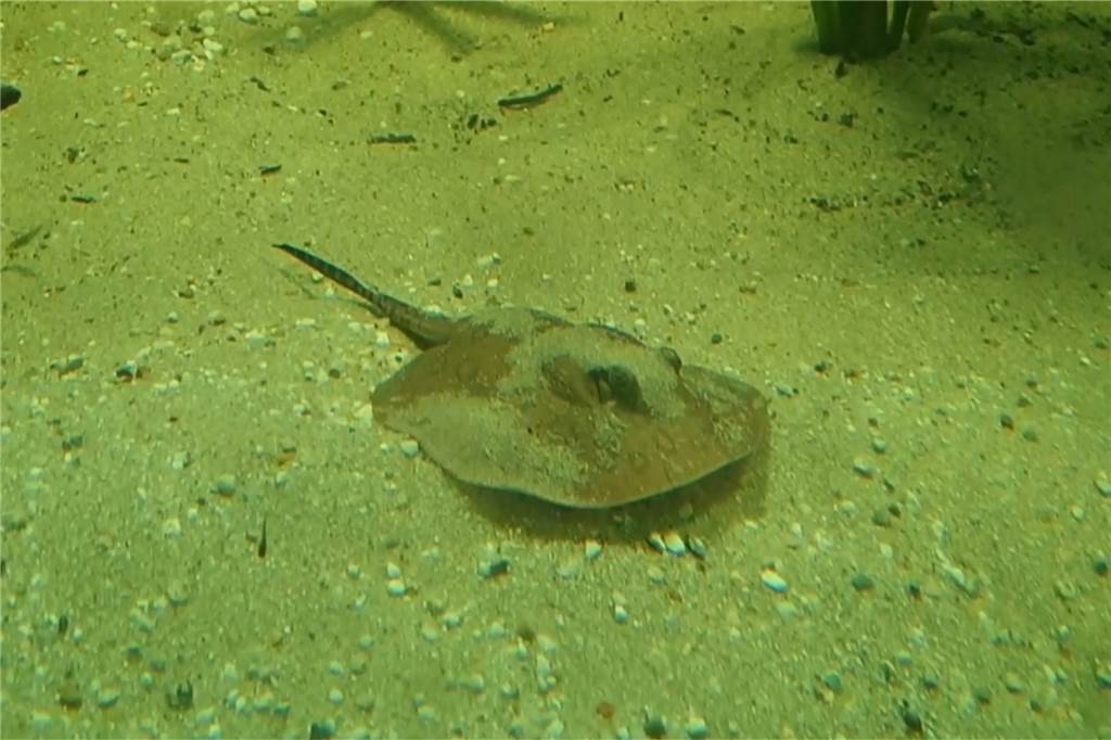 Versteckt sich hier Dortmunds hässlichstes Tierbaby? Der Pfauenauge-Stechrochen ist im November im Dortmunder Zoo geboren worden.