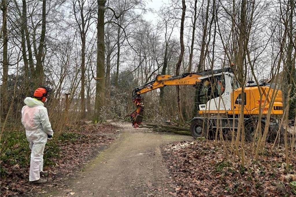 Gefahr auch für Menschen: Neuartiger Pilz befällt Ahornbäume in Südlohn Der Pilz ist auch für Menschen gefährlich, sodass die Arbeiten im Overall und Maske ausgeführt wurden.